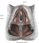 perineum